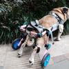 Dog Wheelchair For Hind Leg Rehabilitation