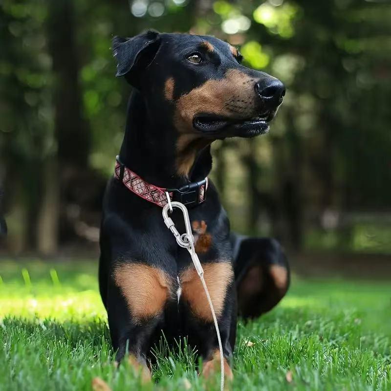 Heavy-Duty Steel Wire Dog Leash Extension, 3m & 6m – Durable, Bite-Resistant Chain for Large Dogs