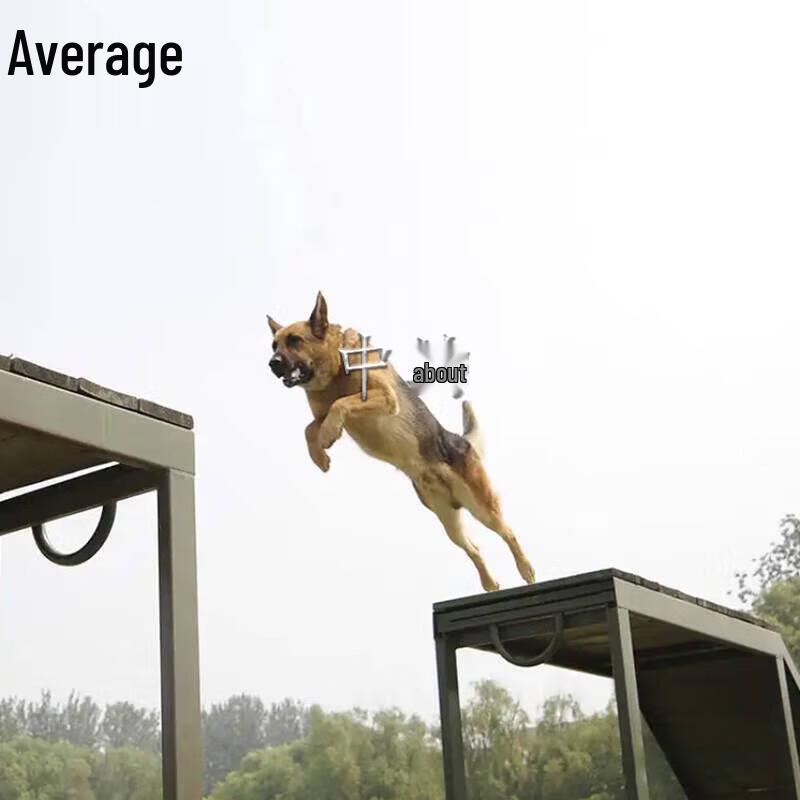 Working Dog Training Broken Bridge Obstacle