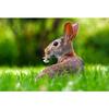Full Drill Diamond Painting Rabbit DIY Diamantové vyšívání zvířat křížovým stehem