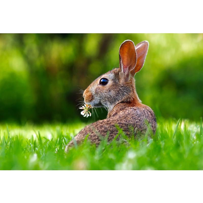 Full Drill Diamond Painting Rabbit DIY Diamantové vyšívání zvířat křížovým stehem