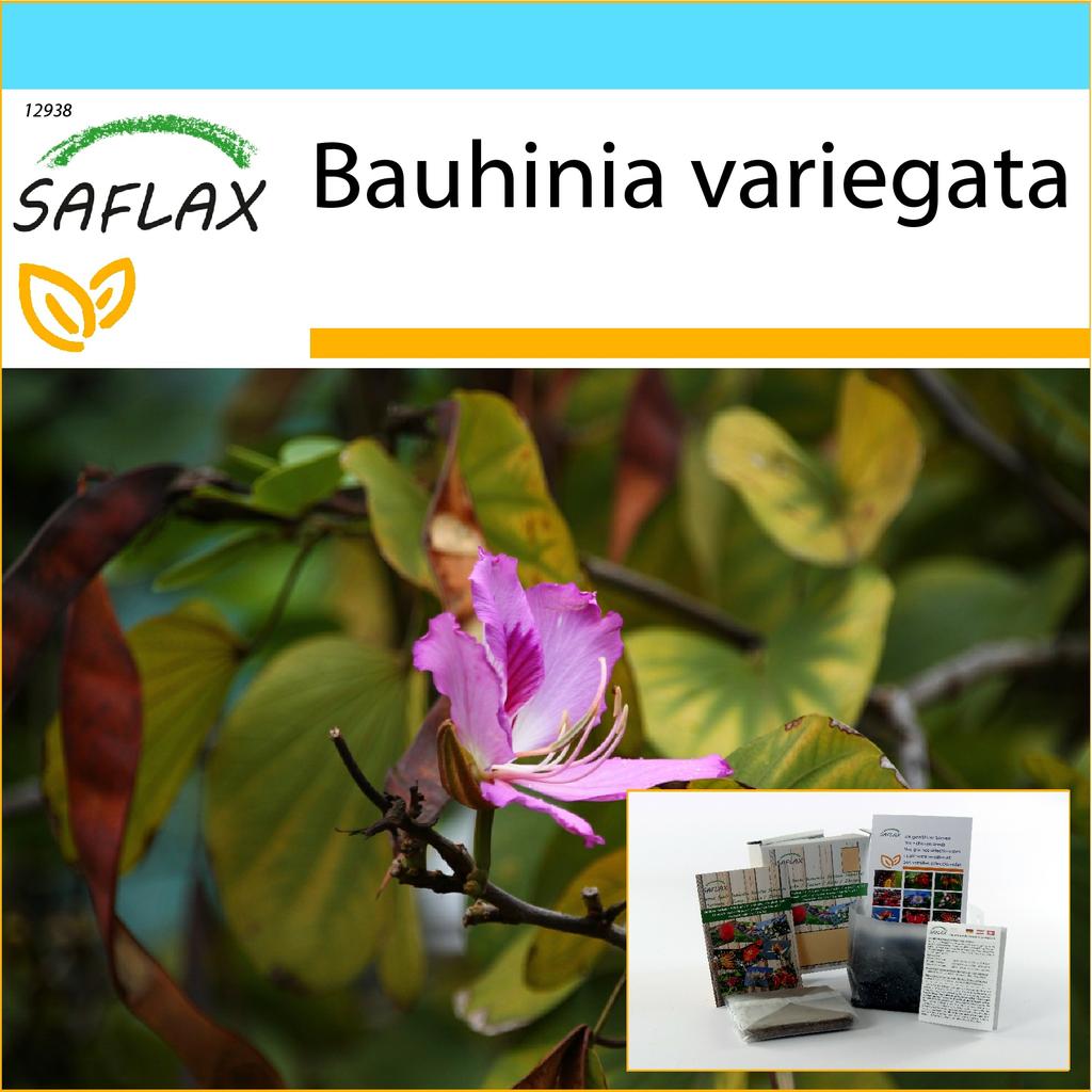 SAFLAX - Gift Set - Camel Foot Tree - 8 seeds - With gift box, card, label and potting substrate - Bauhinia variegata