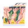 50-fach dreidimensionales menschliches Hautmodell, Anatomie, Biologie, Lehrmittel, Laborbedarf
