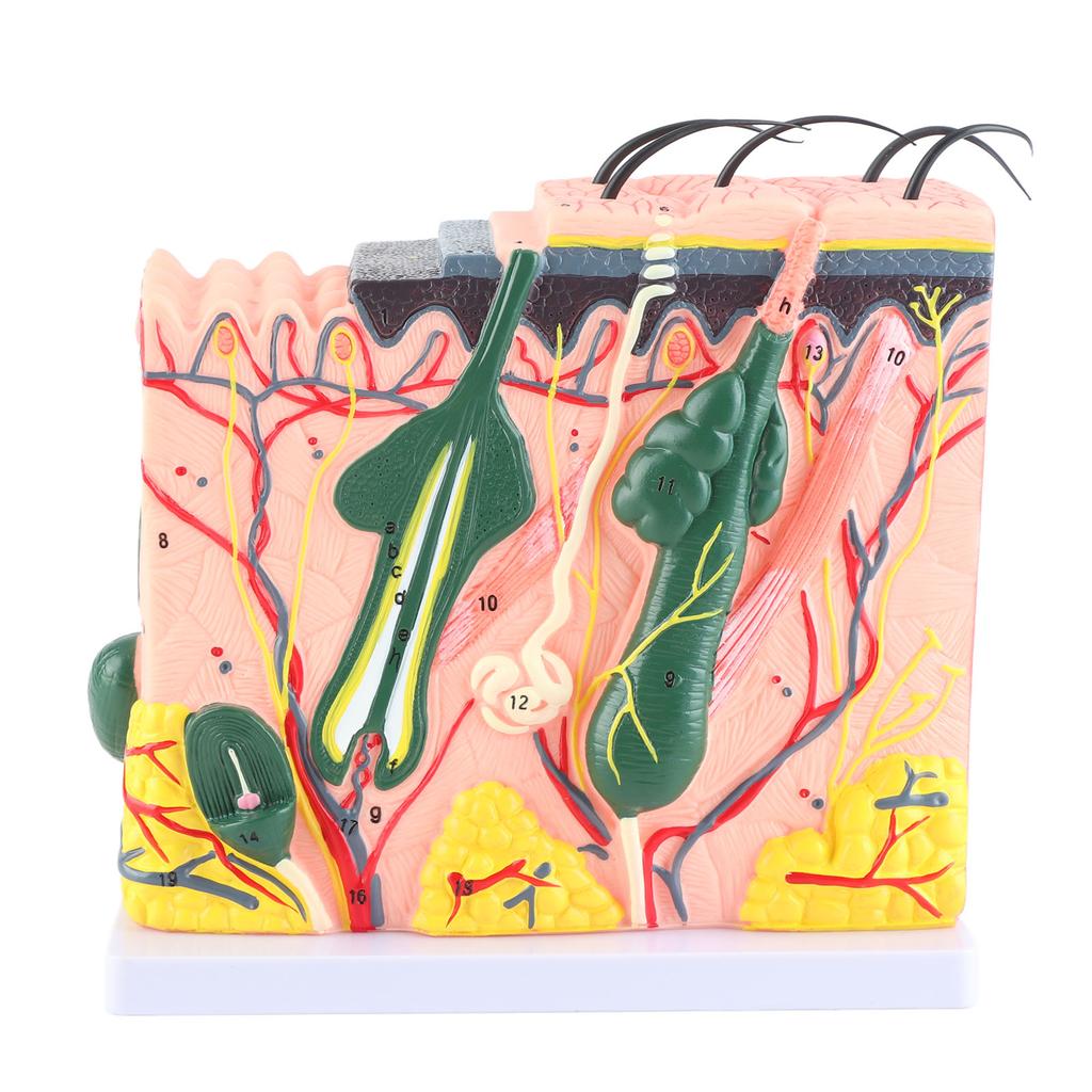 50-fach dreidimensionales menschliches Hautmodell, Anatomie, Biologie, Lehrmittel, Laborbedarf