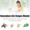 Insects Life Cycle Kit Stages of Insect with Wooden Tray Educational School Project for Kids