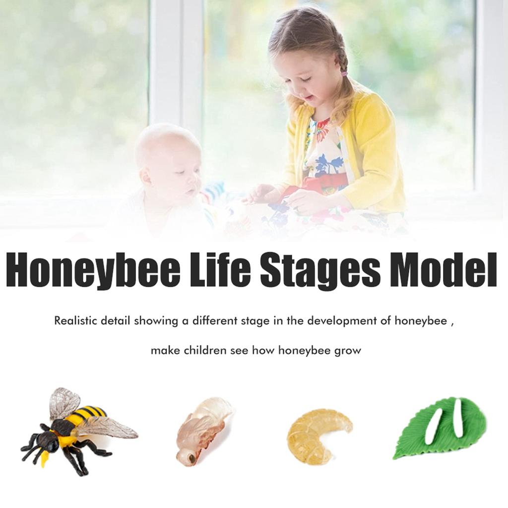 Insects Life Cycle Kit Stages of Insect with Wooden Tray Educational School Project for Kids