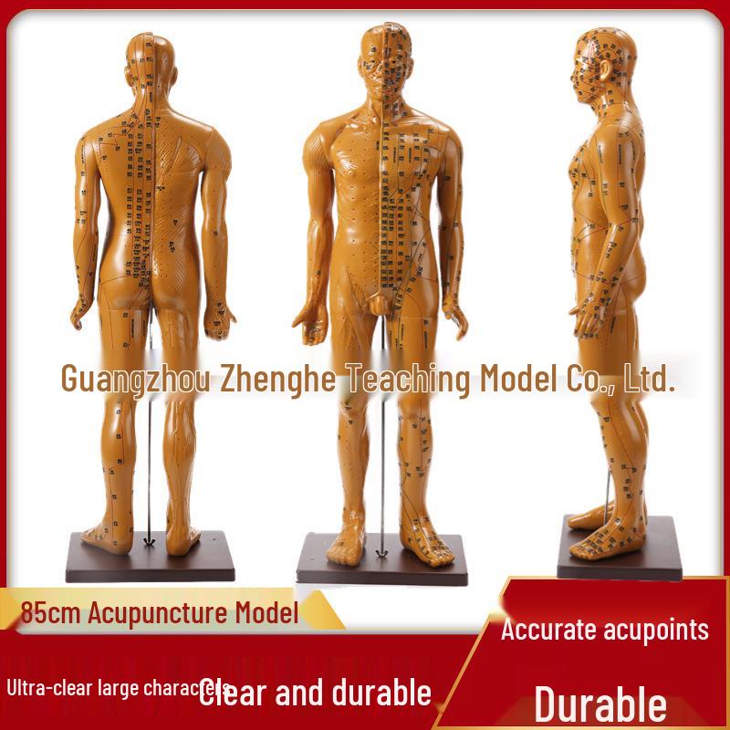 85cm Copper Human Acupuncture Model: Human Meridian Acupoint TCM Full Body Twelve Bronze Figures for Practice. 021369