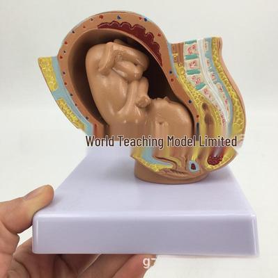 Full-Term Female Pelvic Model: Nine-Month Gestational Development
