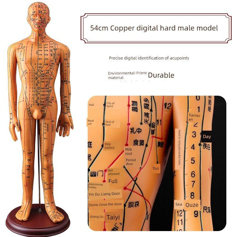 Medicine Acupuncture Acupoint Model Chart of Human Body Super Clear Body Twelve Meridians Human Shape Can Practise Small Skin People with Needles