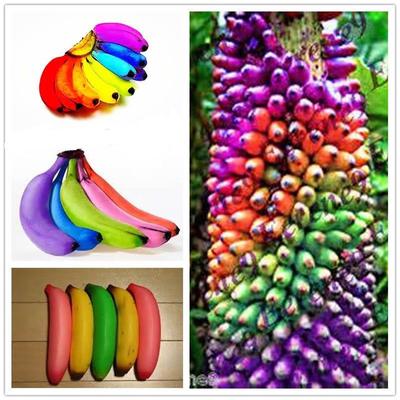 100pcs Rainbow Banana Tree Seeds Delicious Bonsai Fruit Plants Home Garden Decor Buy At A Low Prices On Joom E Commerce Platform