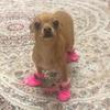 4Pcs/Set Pet Dog Puppy Non-Slip Soft Shoes Covers Rain Boots Footwear for Home