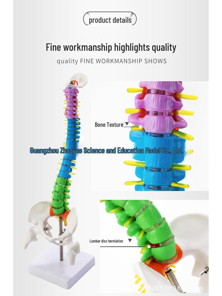45CM Colorful Spine Model: Vertebral Column with Pelvis, Femur, Coccyx, Lumbar, Cervical Vertebrae for Chiropractic Use