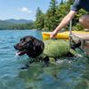 Cute Turtle Shape Pet Life Jacket Portable Handle Dog Safety Vest Dog Swimsuit  Pool Beach Fun