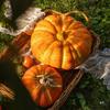 Pumpkin Ornament: Artificial Harvest Decor for Home, Farmhouse, and Supermarket