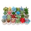 Small, Wavy Cup-Shaped Simulated Succulent Plant Potted Plant, Nordic Office Furniture Fresh Decoration