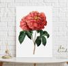 Poster Red Rose Vintage