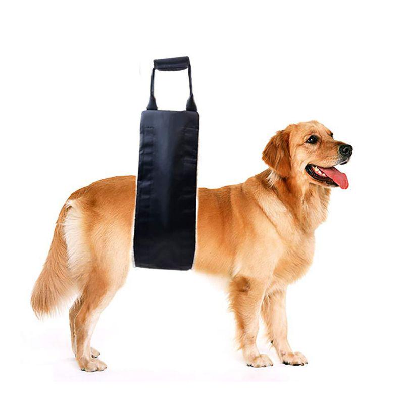 dog hip brace amazon