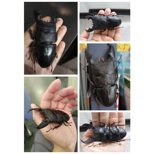 BACALYSO | Nirvana 1/1 Scale Stag Beetle Figure, Magnetic Refrigerator Ornament, Realistic Adult Illustrated Wild Insect Beetle, Summer, Resin, Adult-