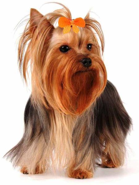 Diamentowe Malowanie Pies Zwierzę Diament Haft Yorkshire Terrier Mozaika Dekoracja Malowanie Diamentami