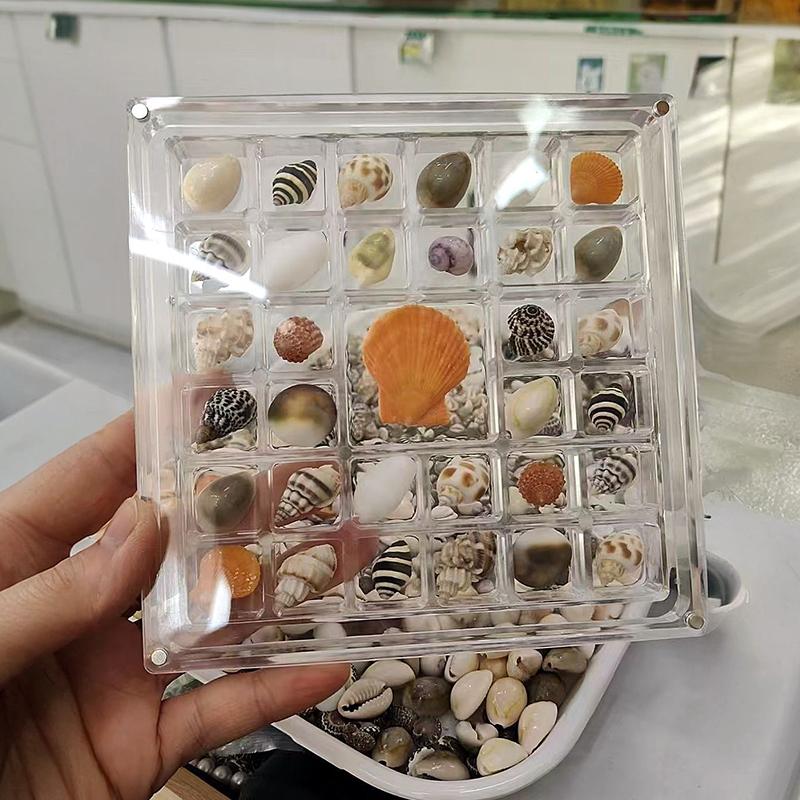 2X Acrylic Square Shell Storage Box Transparent Sea Shell Display Cabinet Magnetic Mini Beach Stone Gemstone Beads Storage Frame
