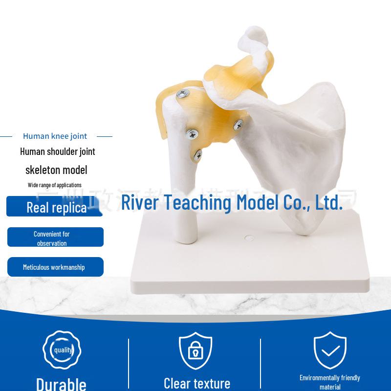 

Великий набір моделей з натуральної людської кістки: Колінні, плечові, ліктьові, кисті, стопи, тазостегнові суглоби.