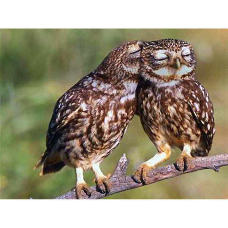 

DIY Алмазная картина Животные Вышивка крестиком Полный круглый дрель Алмазная вышивка Продажа Домашний Декор Подарок Full Round 20x25CM