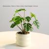 Realistic Simulation Green Plant Bonsai Elegant False Tropical Plants  Home Garden