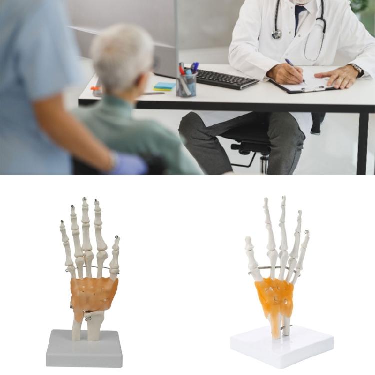 PVC Anatomical Hand Model With Functional Joints For Medicals Study And Artistic Anatomy