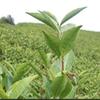 500g 2011 Shou Mei White Tea Organic Aged Health Benefits Bulk Loose Leaf