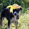 Sonne Für Haustier Sommer Strohblumen Dekor Hundehut Gewebter Haustierhut Outdoor Party Dekoration