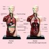 Plastics Human Torso Anatomy Model DIY Mannequin Kid Skeleton Model  Birthday Kids Gift