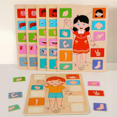 Körperteile Puzzle Matching Game Pädagogisches Menschlicher Körper Struktur Anatomie Puzzle Bord