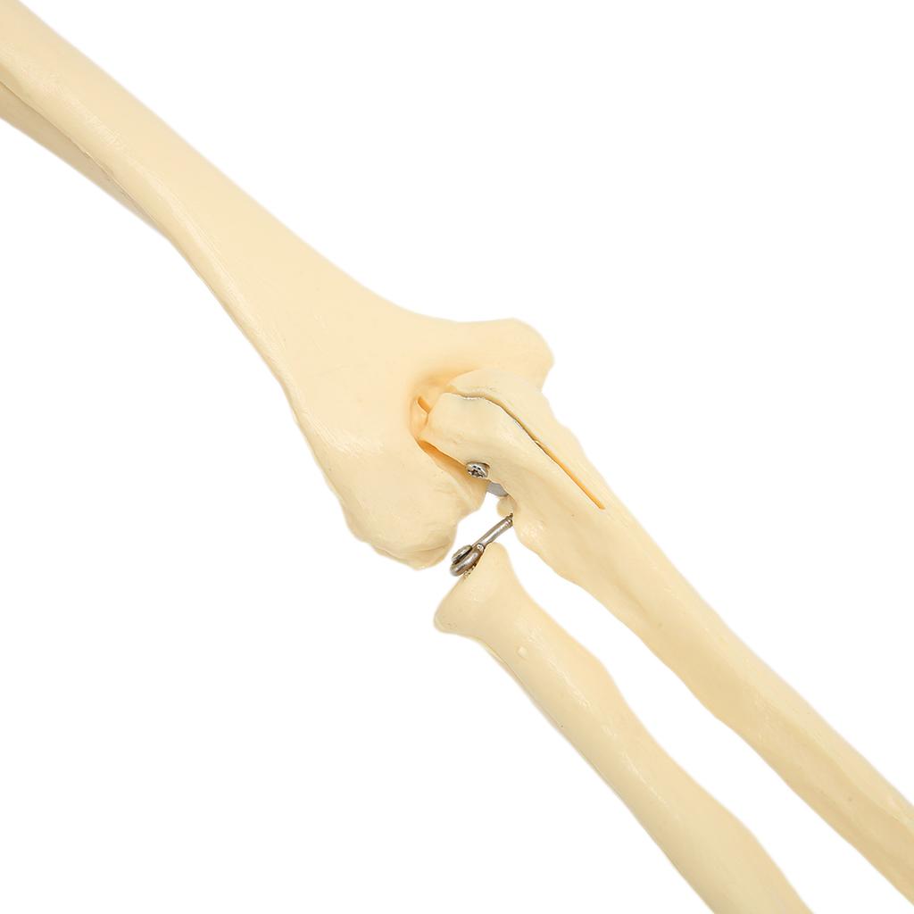 Profesionální model lidské ruky a paže, model kosti horní končetiny pro výuku a demonstraci