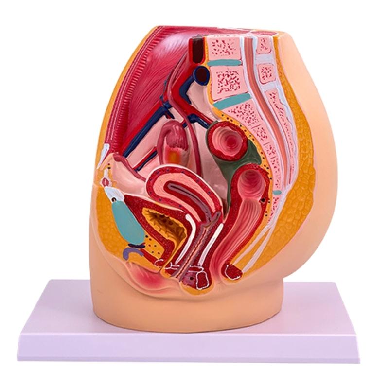 

Anatomical Female Reproductive Organs Model for Demonstration Female Pelvic Cavity Anatomy Model Classroom Teaching Tool 1
