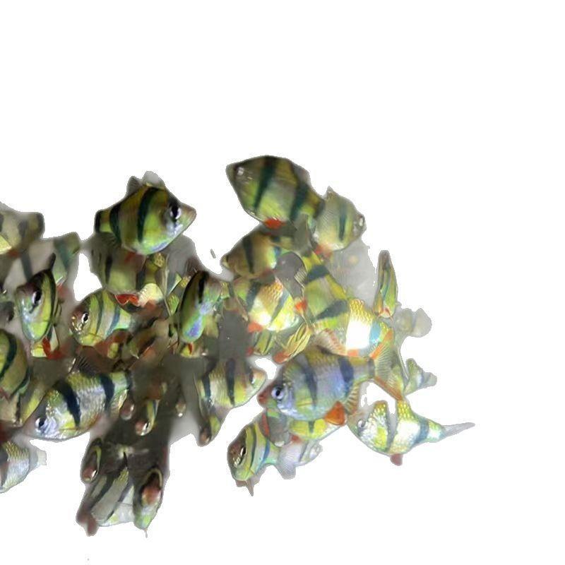 Tigerfish Collection: Fluorescent Green, Golden, Tropical Small Freshwater Schooling Pet Fish