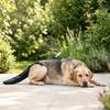 Dog Tail Protection Sleeve Adjustable Cover with Harness FastRelease Pet Supplies for Dogs,