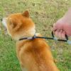 Military Grade Dog Leash Slip Chain Dual Handle Nylon Rope No Pull Training Lead Heavy Duty Pet Traction Rope for M L Dogs