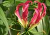 SAFLAX African Climbing Lily - 15 Seeds - Gloriosa Rothschildiana