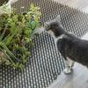 1 Stücke Katze Scat Matte Spike Anti-Katzen Prickle Streifen Abschreckung Garten Repellent Tier