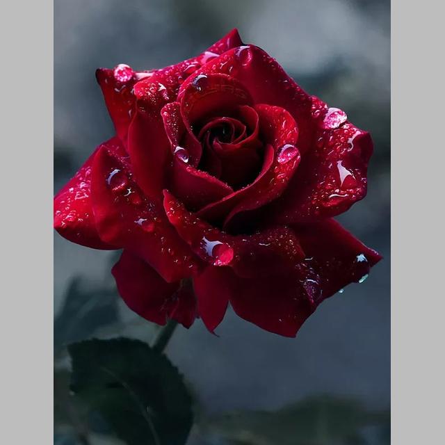 DIY 5D Diamond Painting Bright Roses Diamond Mosaic Cross Stitch Kits Home Decoration Full Round Diamond Embroidery