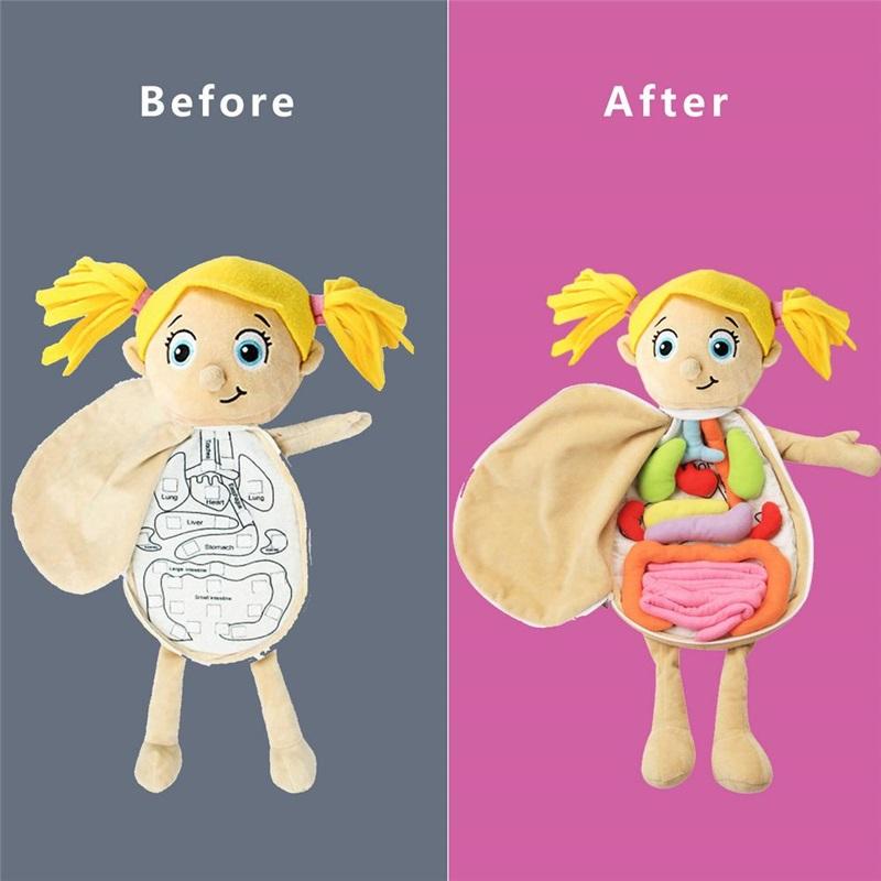 Human Body Model Anatomy Doll Soft Doll Toy Anatomical Medical Internal Organs Awareness Learn Early Education Toy For Preschool