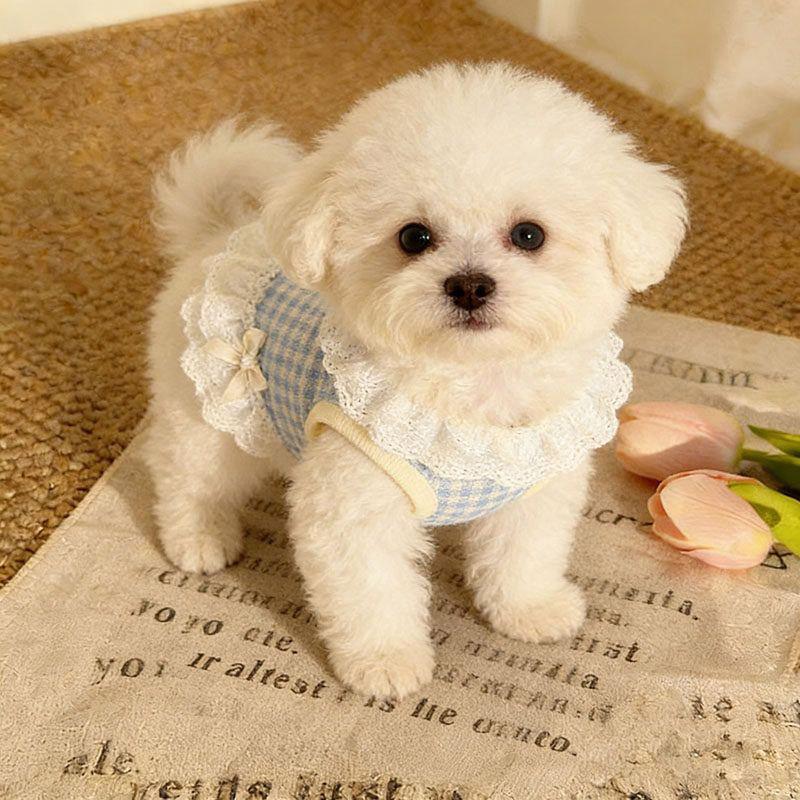 Summer Pet Lace Skirt Lightweight Cat And Dog Bow Lace Vest Thin Plingham Cute Princess Clothing Cat Dog Clothes Pet Supplie