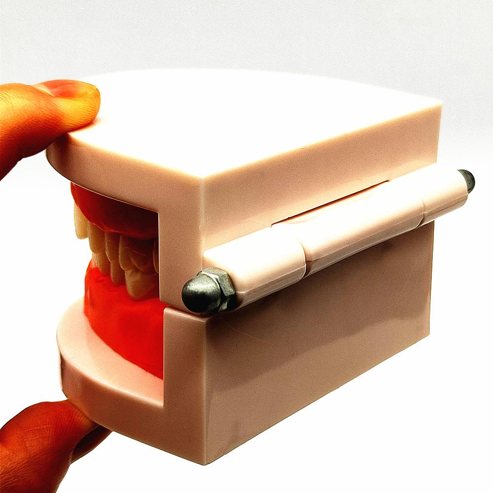 1 Piece Dental Tooth Model Standard Teeth Model Dental Caries Model for Patient Communication Dentist Study Model with Decayed Tooth