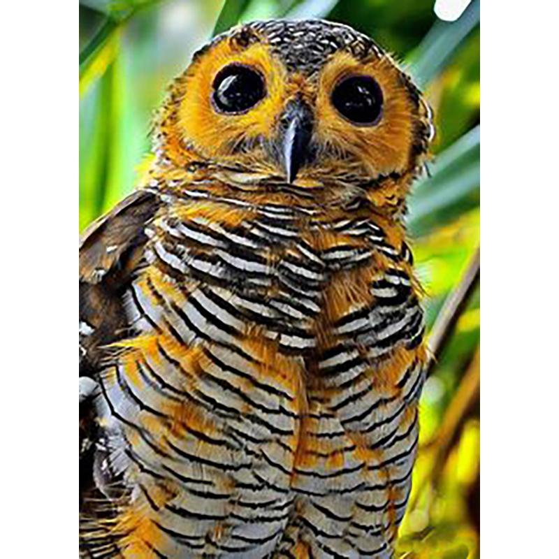 DIY Eagle 5D Diamentowe Malowanie Pełne Okrągłe Wiercenie Diamentowe Haftowanie Krzyżykowy Zestaw Do Rzemiosła Zwierzęce Kryształki Ręcznie Robione Sztuka Prezent