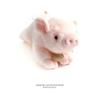 Cute Cartoon Pig Plush Toy Pink Piggy Soft Doll Baby Toy Birthday Gift