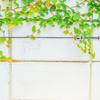 1PC Stainless Steel Cross Clamp Wire Rope Anchor Screw Garden Trellis Wall Grid Fixing Fixture Vine Anchor Plant Support Metal