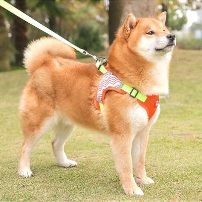 Tookka Dog Pet Neon D Tookka Harnais Orange M, 2 pièces