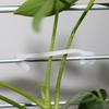 200 Pcs Garden Plant Vine Tie Buckles Farm Vegetables And Fruits Climbing Support Bundling Clips Garden Greenhouse Nursery Clips