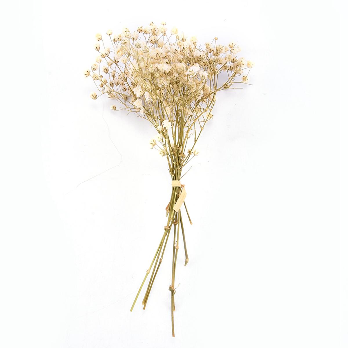 Party Small Photo Backdrop Natural Pressed Dried Flowers Dry Flower Babysbreath Bouquet Gypsophila white