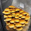 50pcs PP Mushroom Planting Bag 0.2um Filter Clear Edible Mushroom Breathable Bag Tissue Culture Bag Indoor Gardening